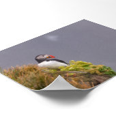 Puffin bird in Iceland ポスター (角)