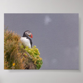 Puffin bird in Iceland ポスター