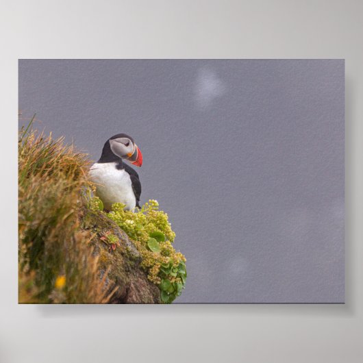 Puffin bird in Iceland ポスター (正面)