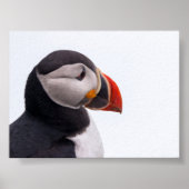 Puffin bird in Iceland ポスター (正面)