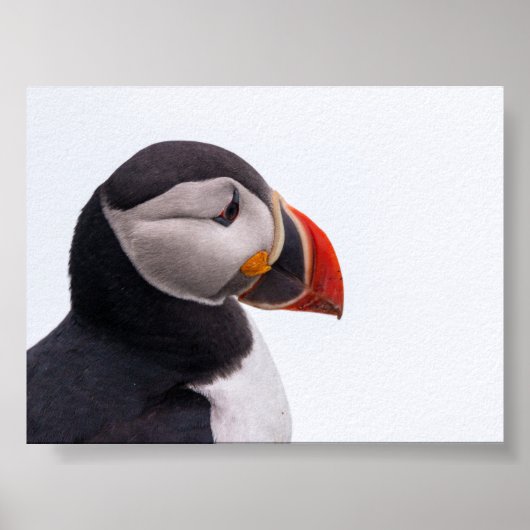 Puffin bird in Iceland ポスター (正面)