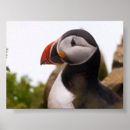 Puffin bird in Iceland ポスター