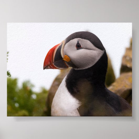 Puffin bird in Iceland ポスター (正面)