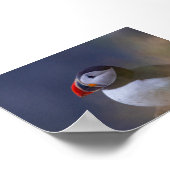 Puffin bird in Iceland ポスター (角)