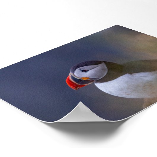 Puffin bird in Iceland ポスター (角)