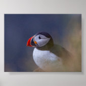 Puffin bird in Iceland ポスター (正面)