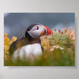Puffin bird in Iceland ポスター