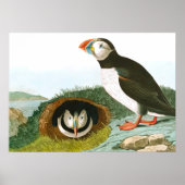 Puffin by John James Audubon ポスター (正面)