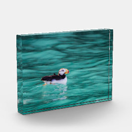 Puffin In Resurrection Bay, Alaska フォトブロック
