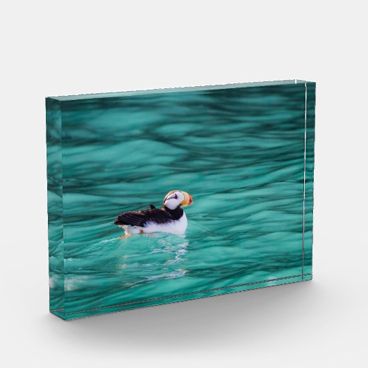 Puffin In Resurrection Bay, Alaska フォトブロック (左)