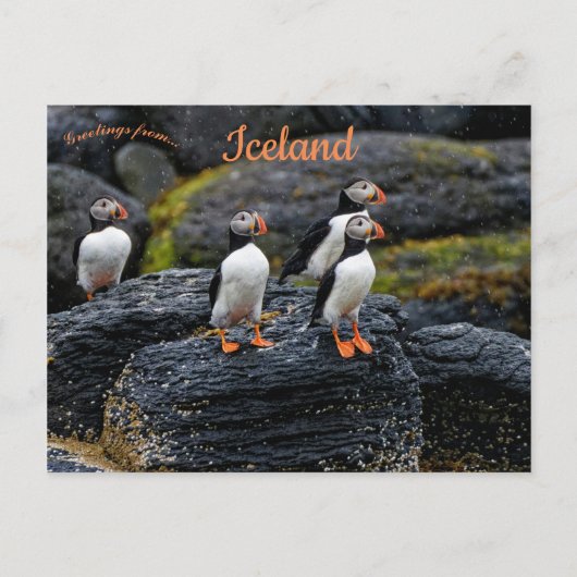 Puffins in the Rain in Iceland ポストカード (正面)