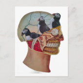 Puffins on the Brain Surreal mixed media collage  ポストカード (正面)