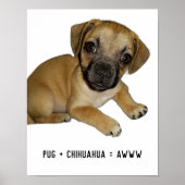 PugとChihuahuaかわいい犬の子犬の品種ミックス史上最高 ポスター (正面)