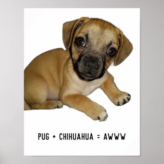 PugとChihuahuaかわいい犬の子犬の品種ミックス史上最高 ポスター (正面)
