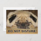 Pugはがきを邪魔しない ポストカード (正面/裏面)