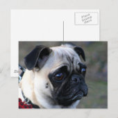 Pugはがき ポストカード (正面/裏面)