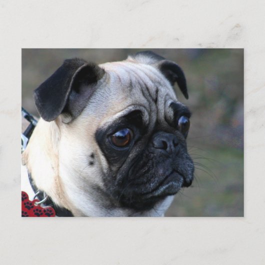 Pugはがき ポストカード (正面)
