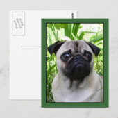 Pugはがき ポストカード (正面/裏面)