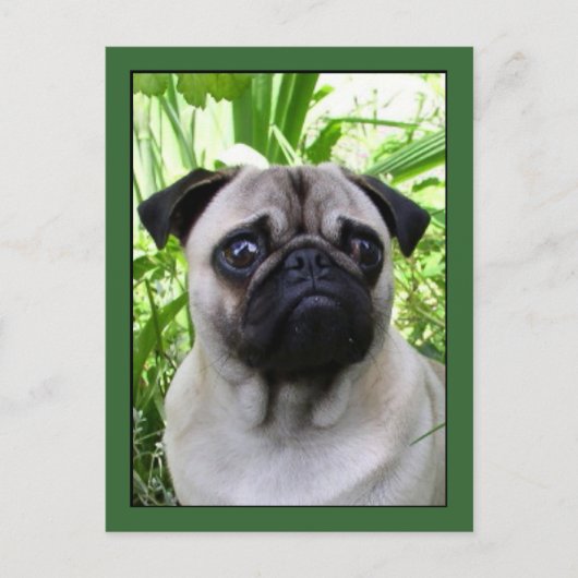 Pugはがき ポストカード (正面)