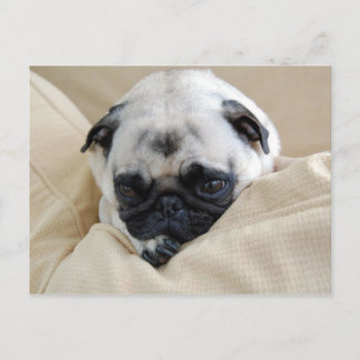 Pugはがき ポストカード