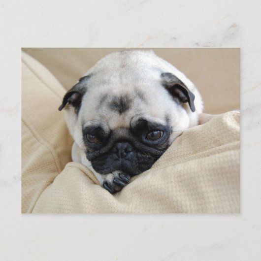 Pugはがき ポストカード (正面)