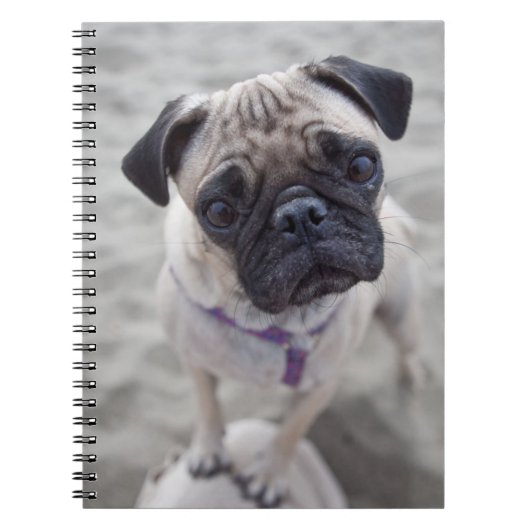 Pugクローズアップ ノートブック (正面)