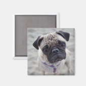 Pugクローズアップ マグネット (正面/裏面)