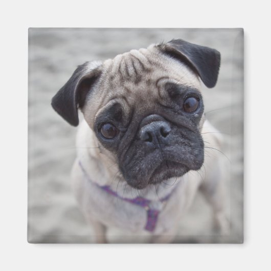 Pugクローズアップ マグネット (正面)
