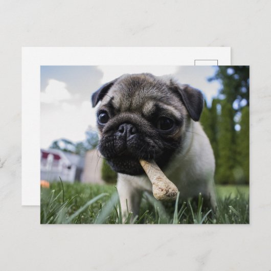 Pugパーソナライズされた Dogの写真と名前 ポストカード (正面/裏面)