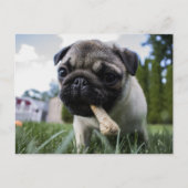 Pugパーソナライズされた Dogの写真と名前 ポストカード (正面)
