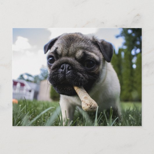 Pugパーソナライズされた Dogの写真と名前 ポストカード (正面)