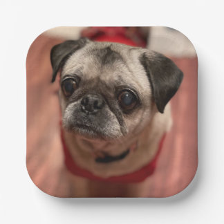 Pugパーティープレート ペーパープレート