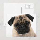 pugポストカード ポストカード (正面/裏面)