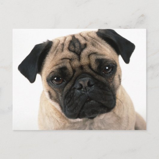 pugポストカード ポストカード (正面)
