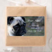 Pug住所 シール (インサイチュ)