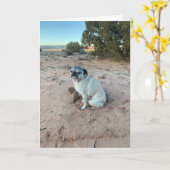 Pug誕生日カード、皮肉カード カード (黄色い花)