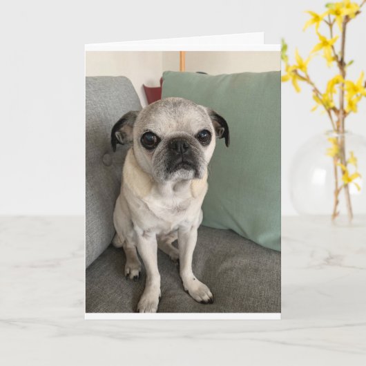 Pug誕生日カード、皮肉 カード (黄色い花)