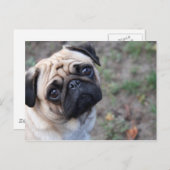 PUG ポストカード (正面/裏面)