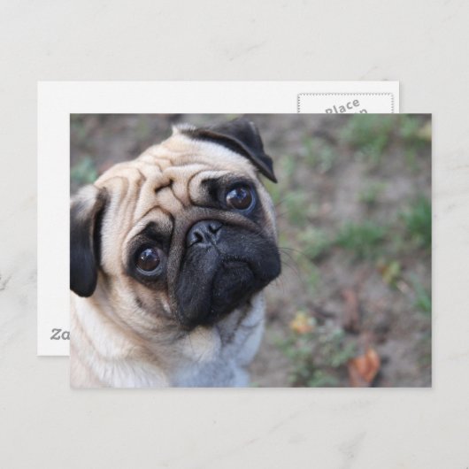 PUG ポストカード (正面/裏面)