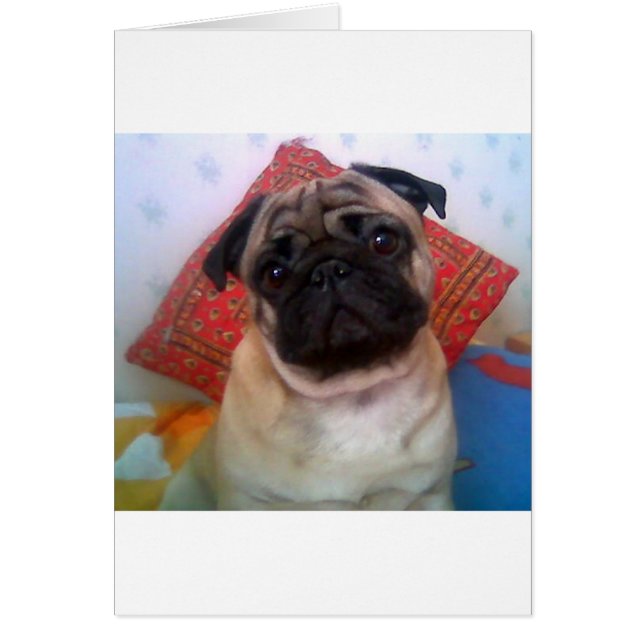pug 4.png (正面)