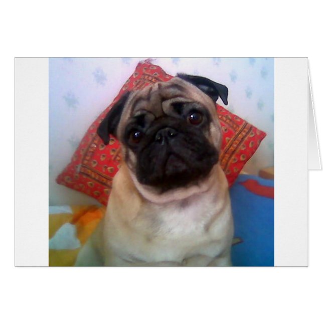 pug 4.png (正面横)