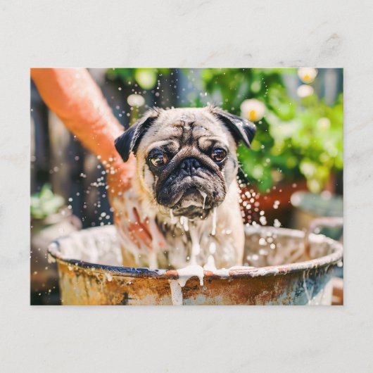 Pug Being Bathed in Bucket of Water ポストカード (正面)