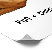 Pug + Chihuahua = Aww Cutest Puppy Mix Ever ポスター (角)