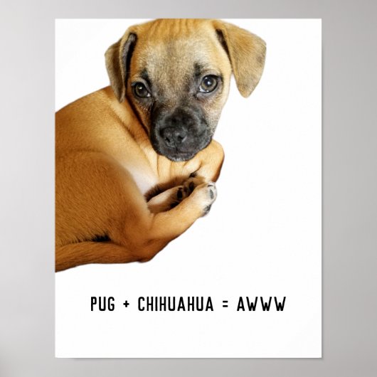Pug + Chihuahua = Aww Cutest Puppy Mix Ever ポスター (正面)