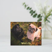 Pug Dogsの機能 ポストカード (スタンド正面)