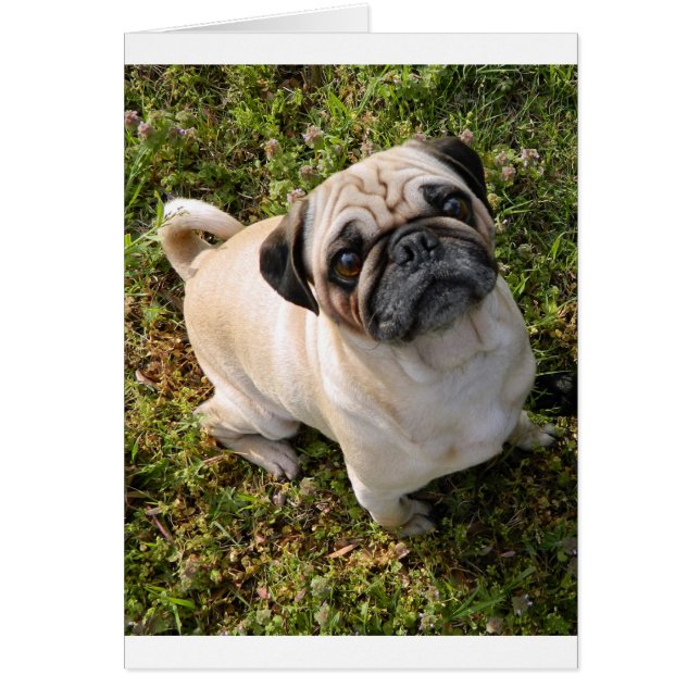 PUG FAK full.png (正面)