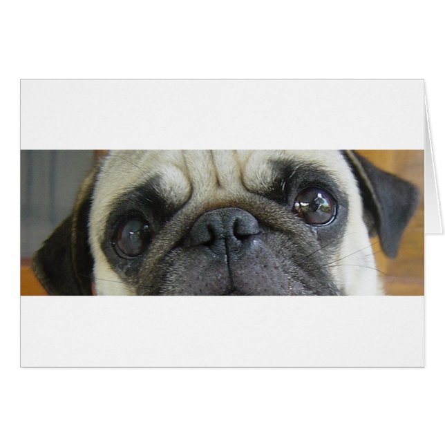 PUG FAQ EYES.png (正面横)