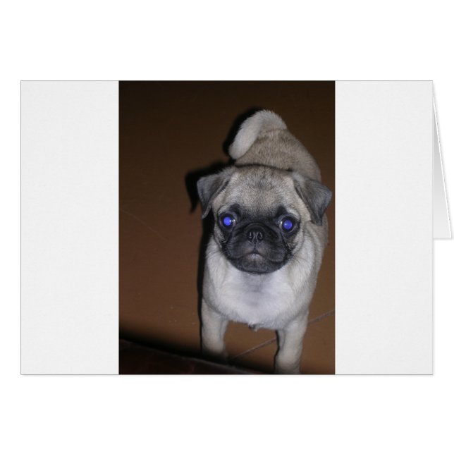 pug full 5.png (正面横)