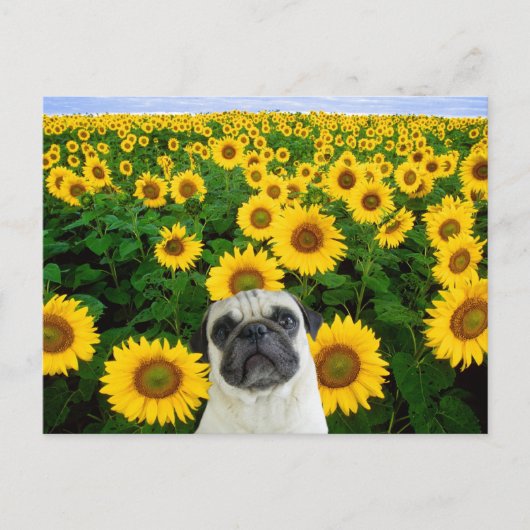 Pug in Sunflowersはがき ポストカード (正面)