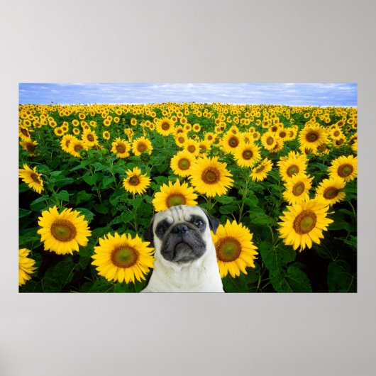 Pug in Sunflowersポスター ポスター (正面)
